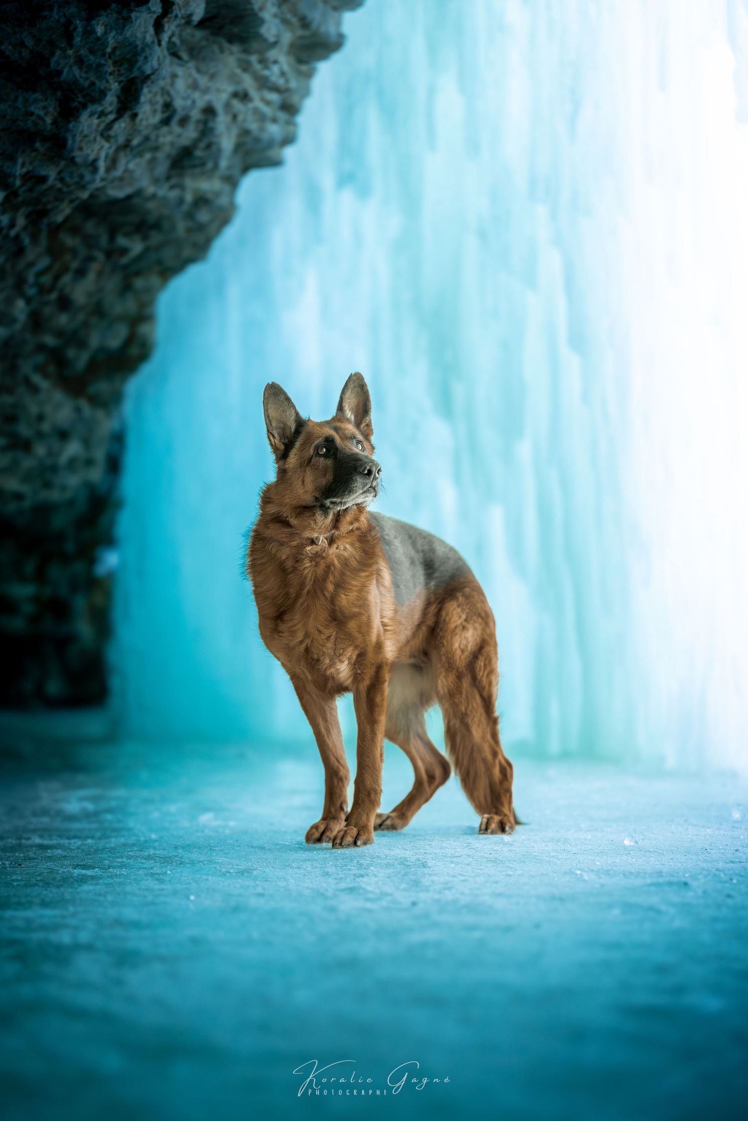 A dog stands in a turquoise blue waterfall surrounded by rocky cliffs.