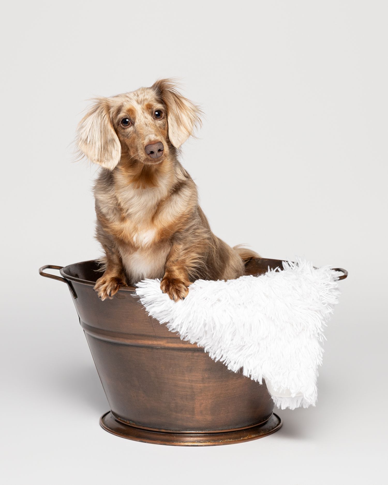 Long-haired dachshund puppy lounging in a vintage copper basin with white fabric, photographed from different angles.