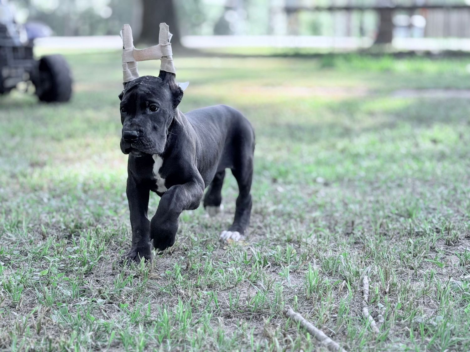 A black Cane Corso puppy with cropped ears runs playfully across a grassy yard outdoors.