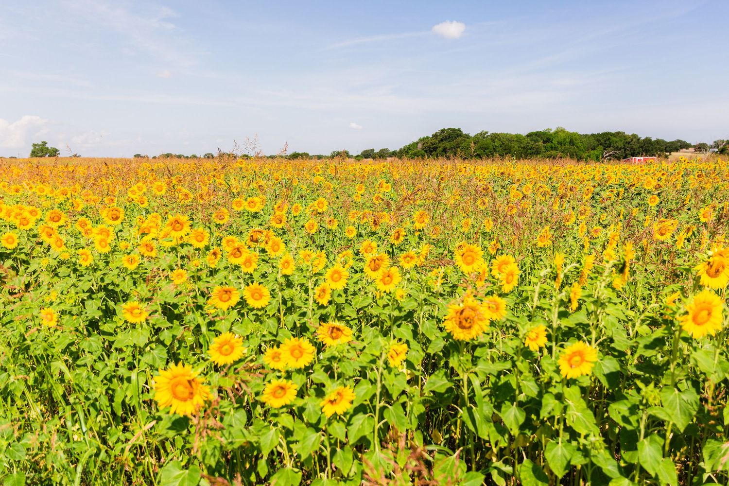 A vast field of bright yellow sunflowers blooming under a blue sky with green trees in the background.