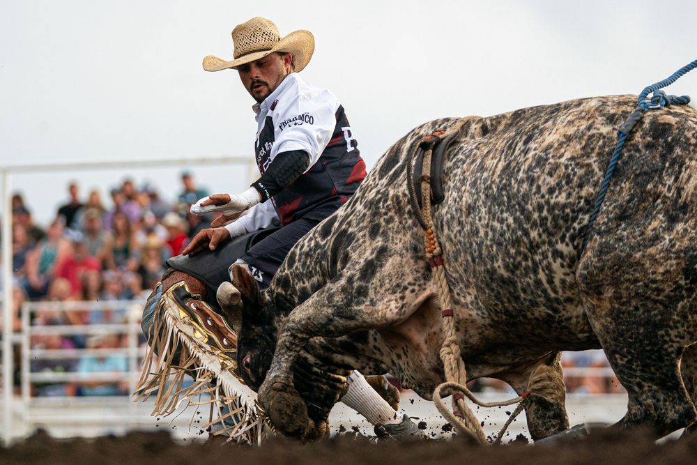 Bullfighter stepping in front of a bull at an amateur event