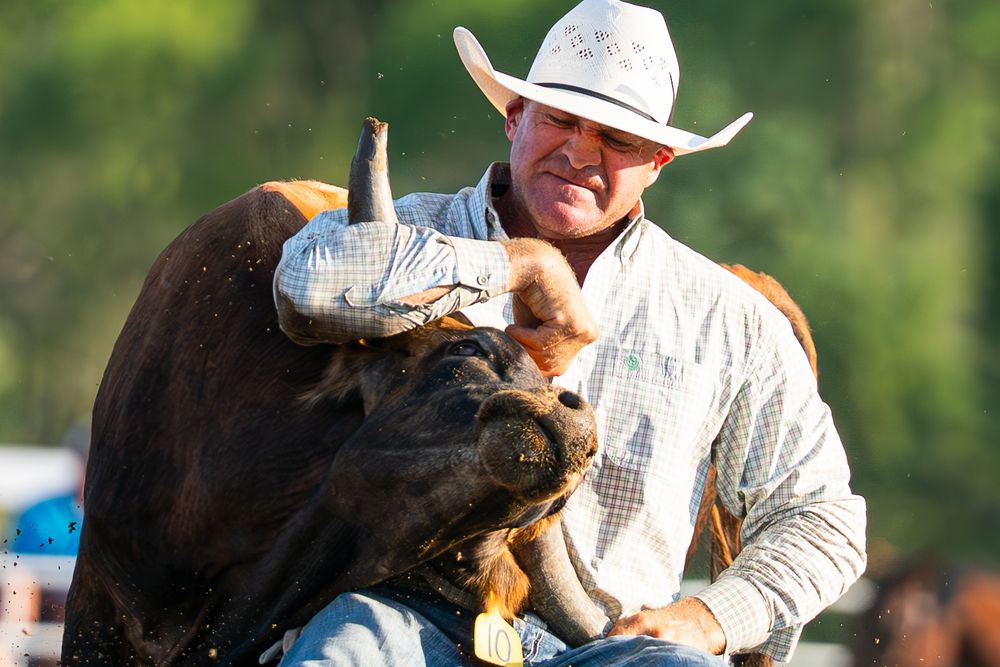 A steer wrestler competing at an amateur event