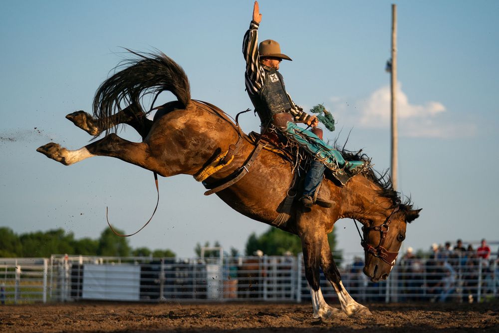 Saddle bronc rider riding a bronc at an amateur rodeo