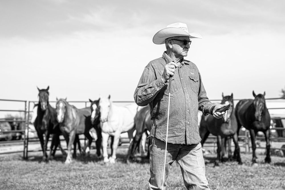 Stock Contractor sorting in the backpens at an amateur rodeo