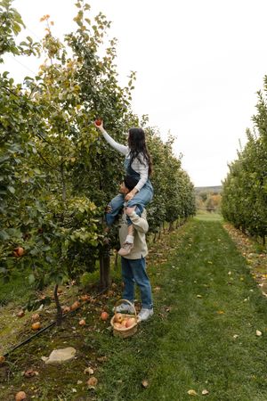 Woman sitting on a man's shoulders reaching up to pick a ripe red apple from a tree in a sunny orchard, with a full basket of apples below.