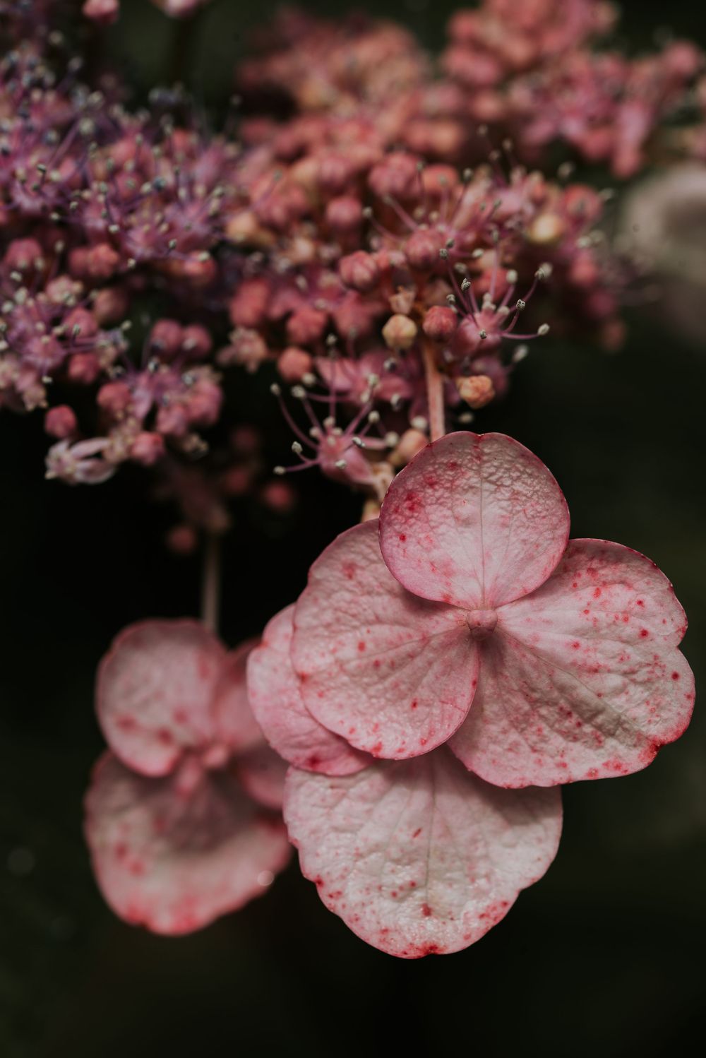 Close-up of delicate pink hydrangea lacecap flowers with speckled petals and tiny buds on dark background.