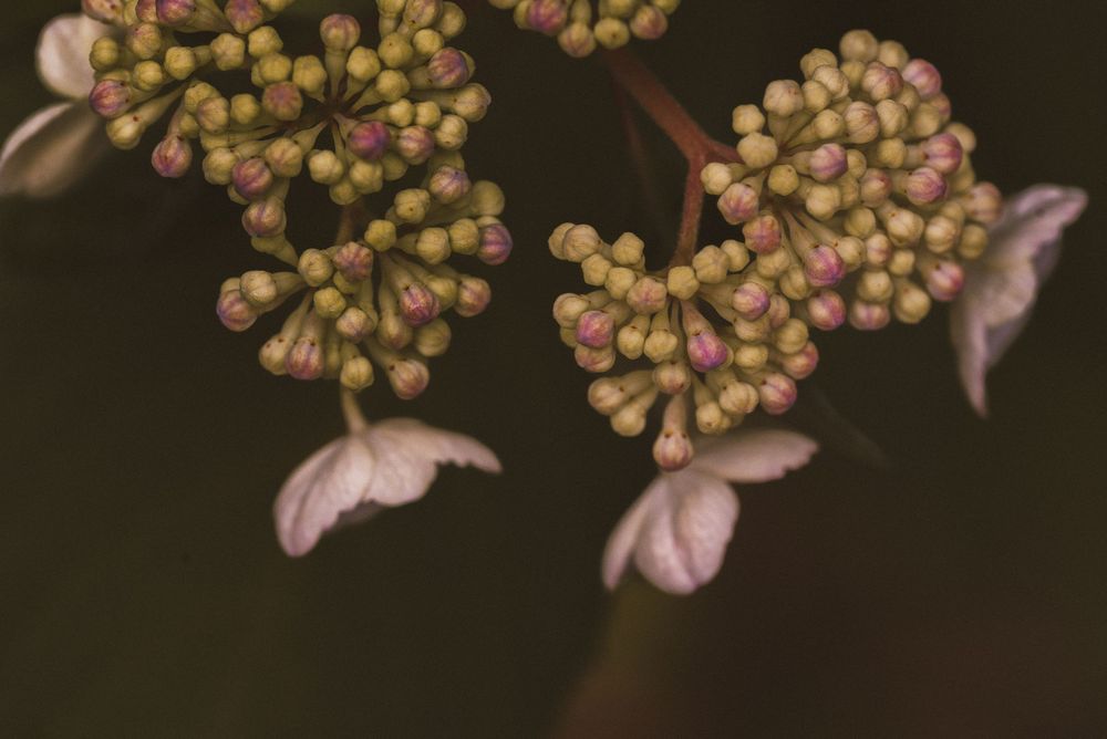Close-up of hydrangea flower buds in green and pink tones against a dark background.
