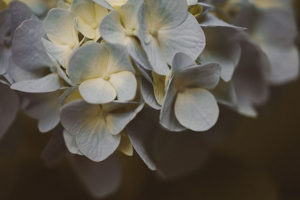 Close-up of delicate white hydrangea flowers with soft petals in full bloom against a dark background.