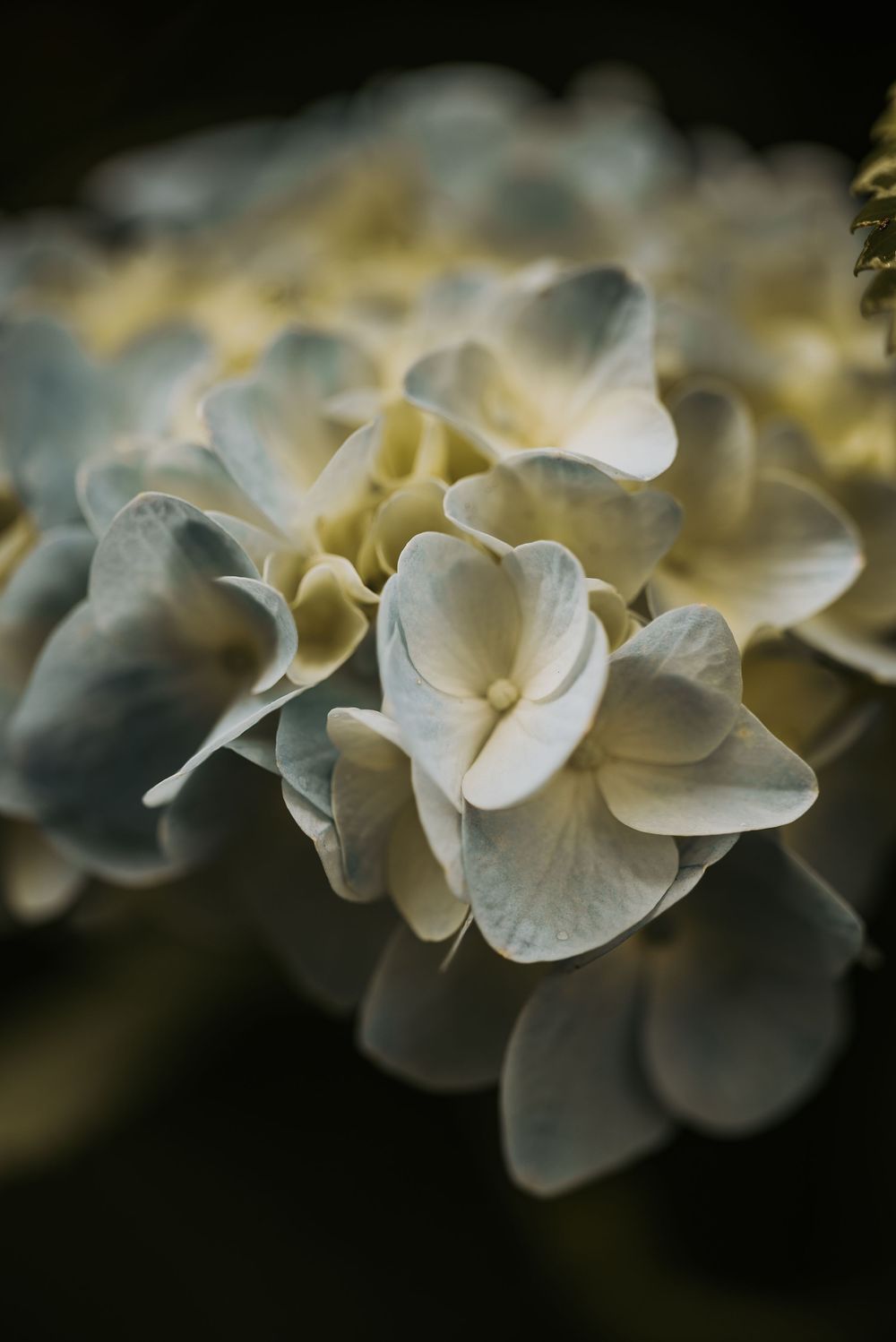 Close-up of delicate white and pale blue hydrangea flowers in soft focus against a dark background.