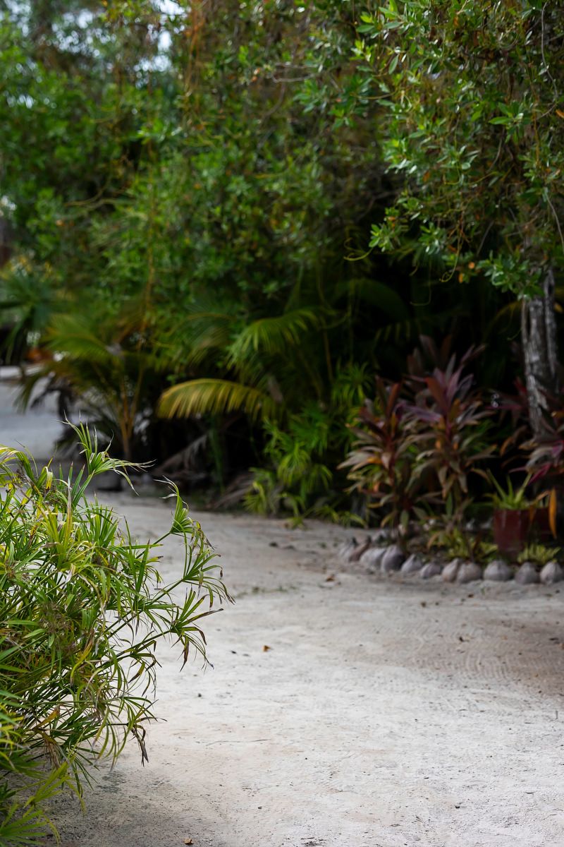 Lush tropical garden path with sandy ground, green palms, red bromeliads, and dense foliage in a serene outdoor setting.