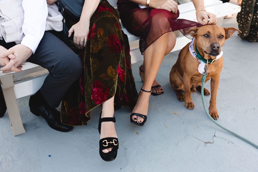 Guests in formal attire sit on white bench with brown dog wearing decorative collar at outdoor wedding.