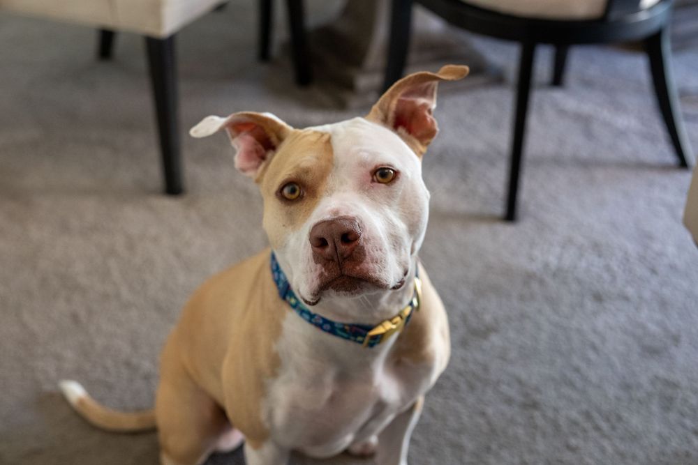 A friendly tan and white pit bull dog wearing a blue collar sits attentively on a gray carpet indoors.