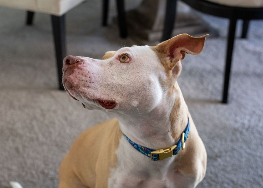 A white and tan pit bull dog wearing a blue collar sits attentively indoors on gray carpet.