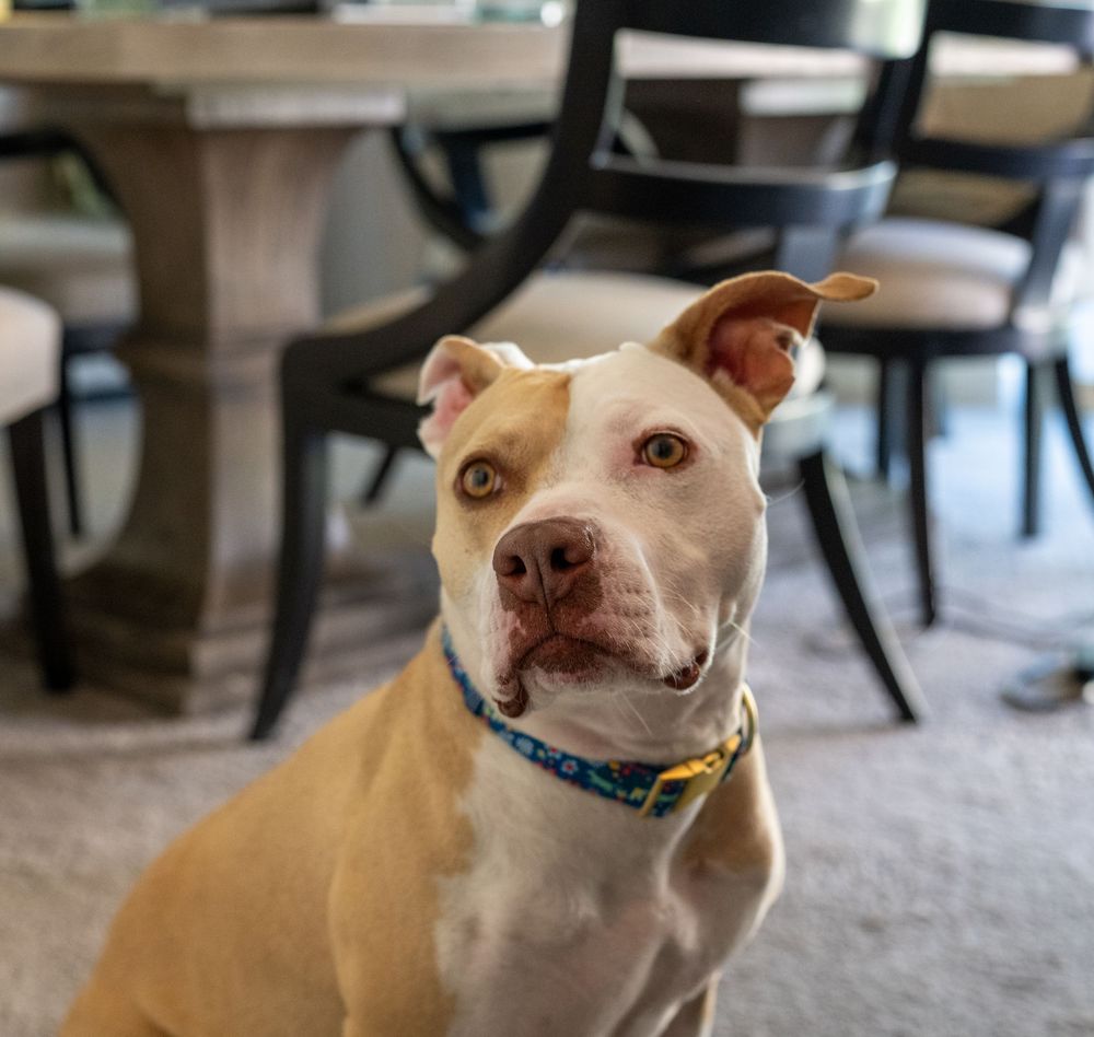 A tan and white pit bull dog wearing a colorful collar sits attentively indoors near a dining table.