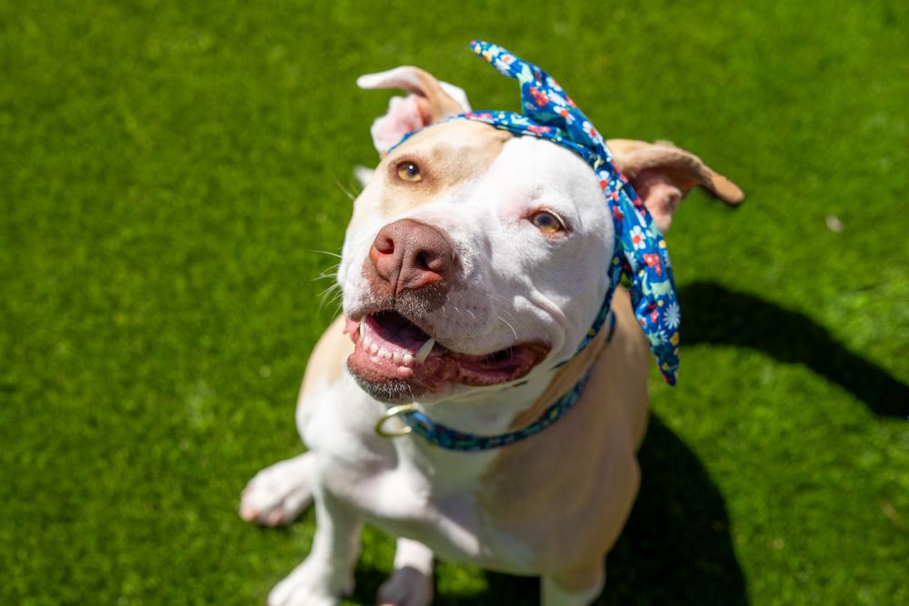 Happy white pit bull dog wearing a floral bandana sitting on green grass in bright sunlight.