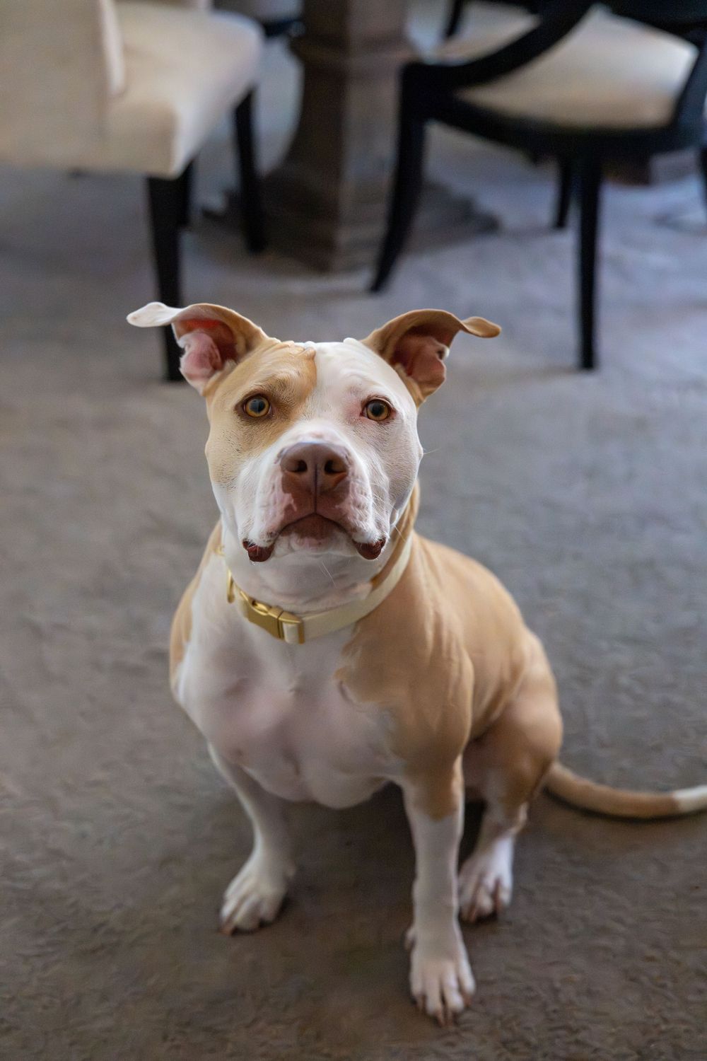 A tan and white pit bull terrier dog sitting indoors on carpet, wearing a gold collar, looking up attentively.