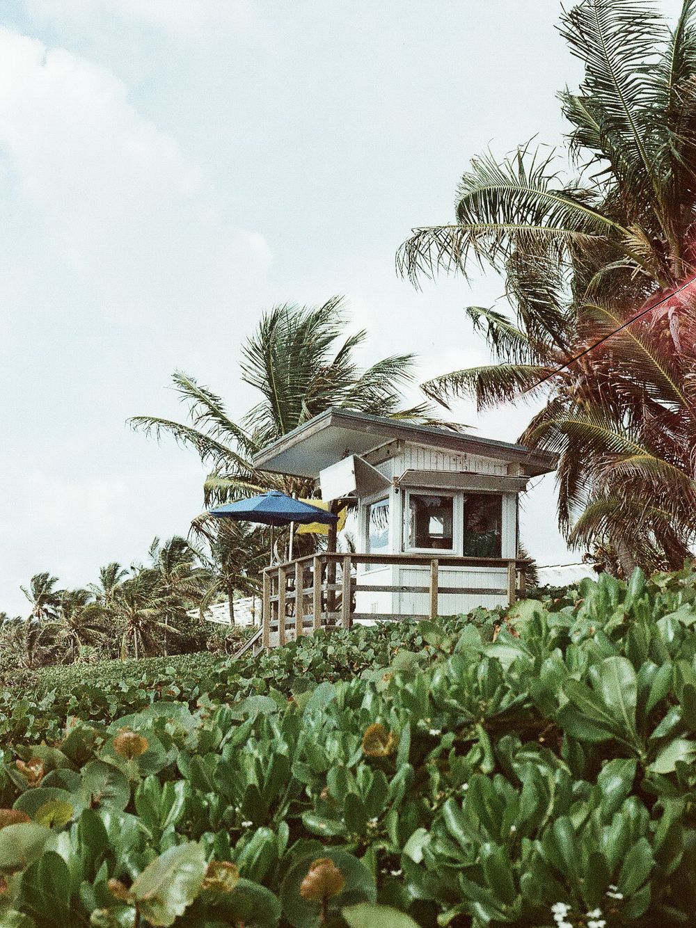 A lifeguard tower surrounded by lush tropical greenery and palm trees under a bright sky at Boynton Beach, Florida.
