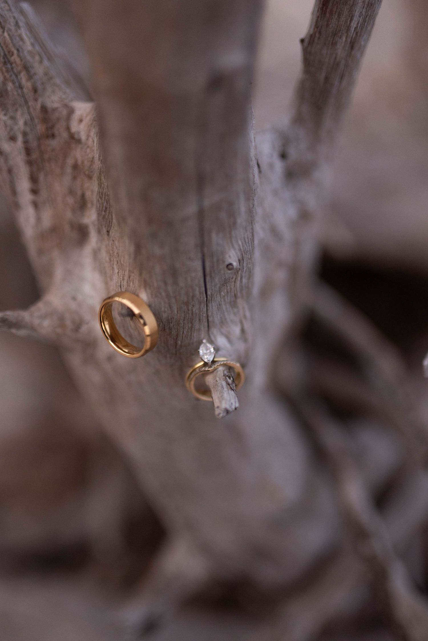 Two gold wedding rings and a diamond engagement ring resting on weathered driftwood branches.