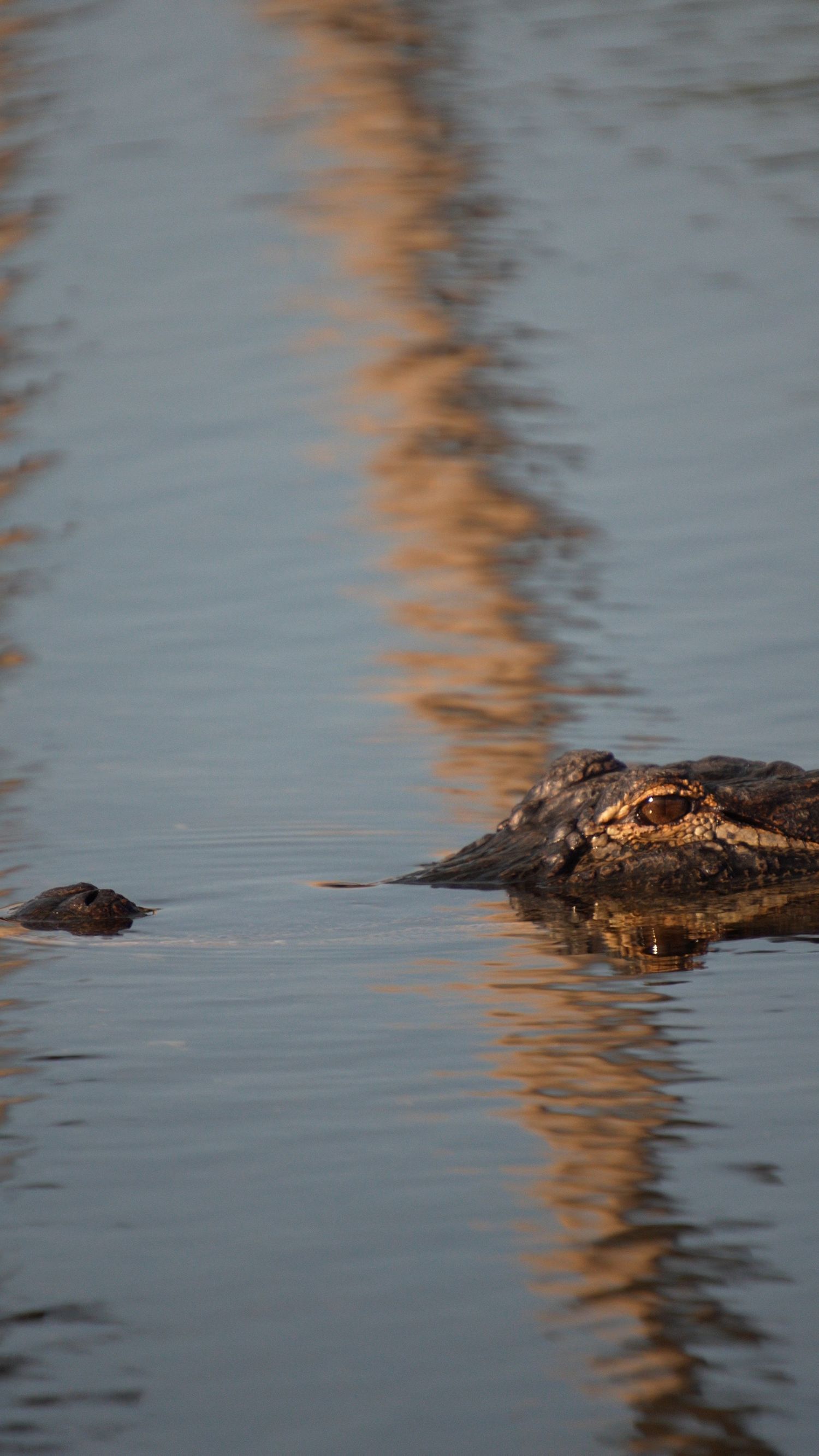 Alligator partially submerged in calm water with golden reflections on the surface.