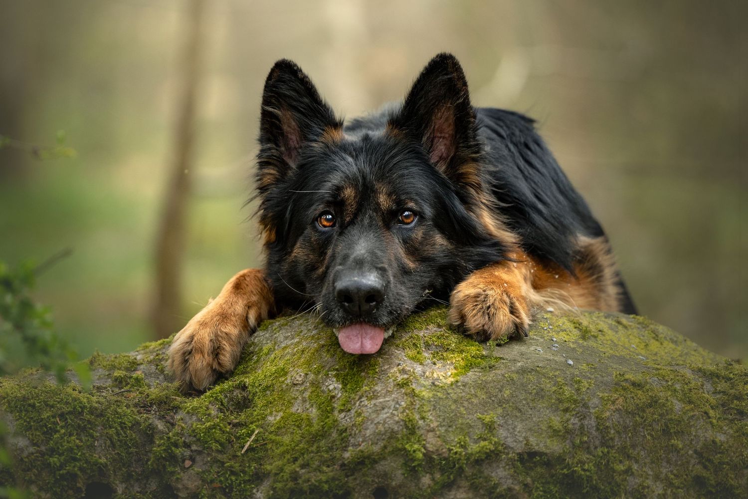 dog photography