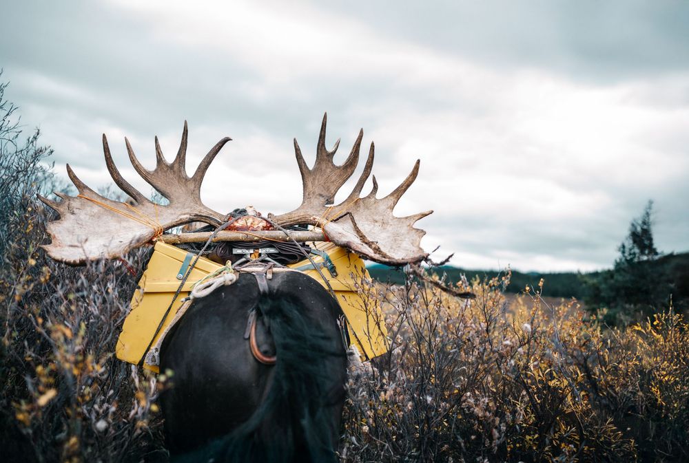 Moose antlers rise above autumn foliage against a cloudy sky in a scenic wilderness landscape.