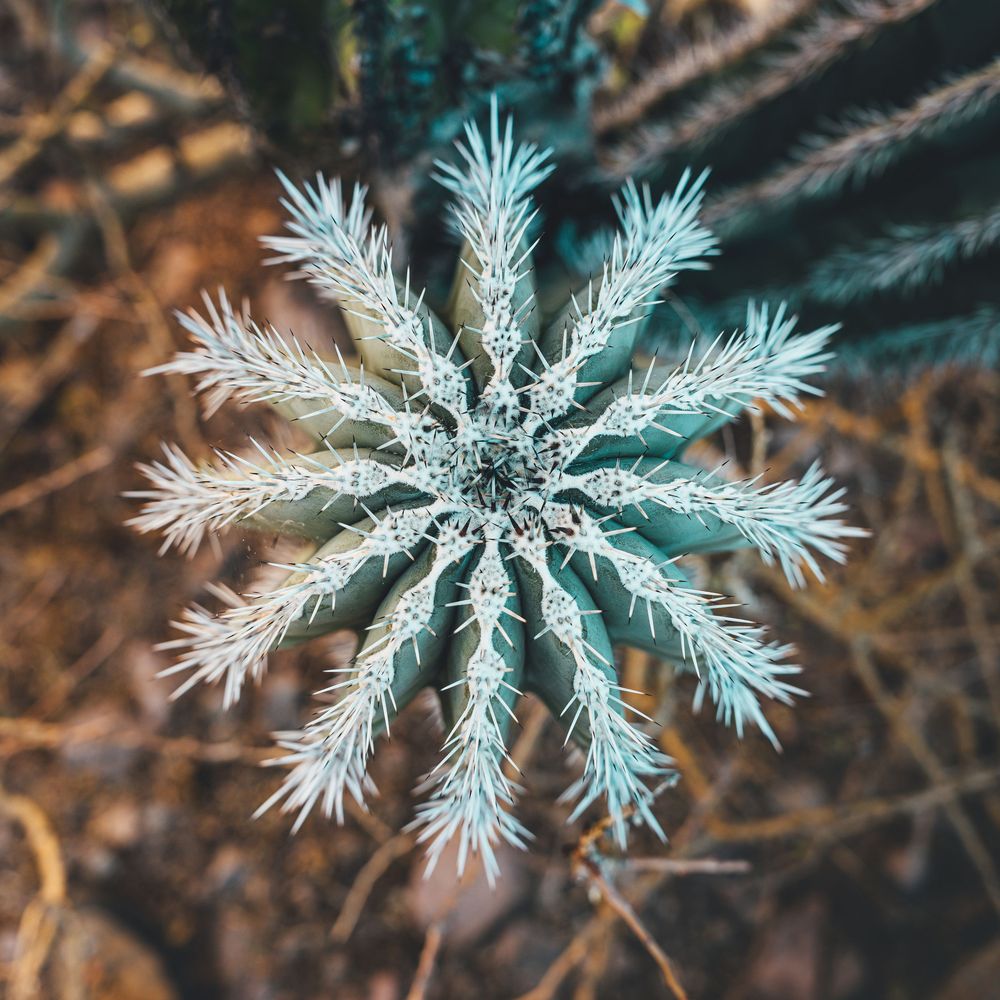 Aerial view of a frosty white pine branch forming a symmetrical snowflake pattern.