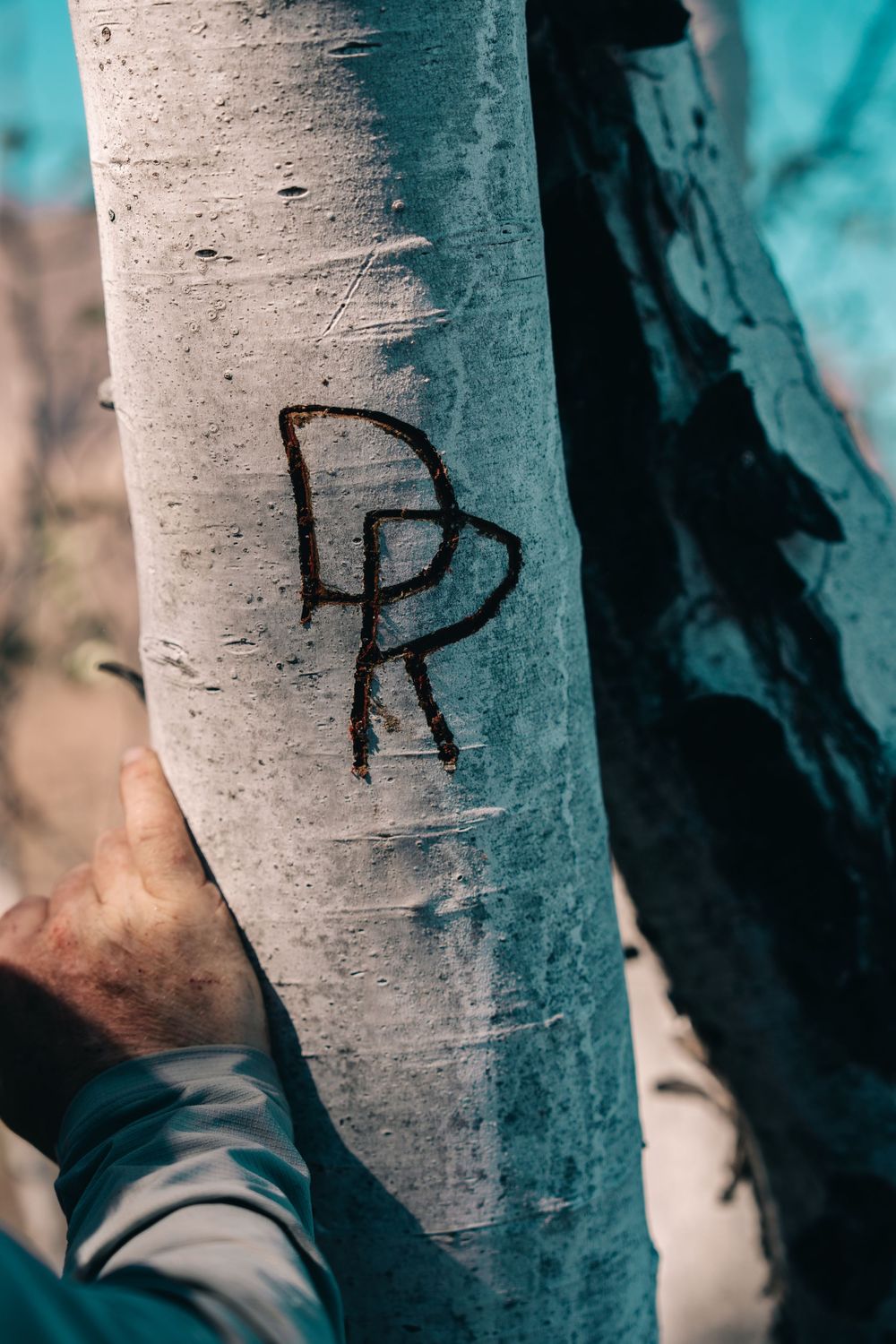Close-up view of black graffiti markings on white birch tree bark with a teal background.