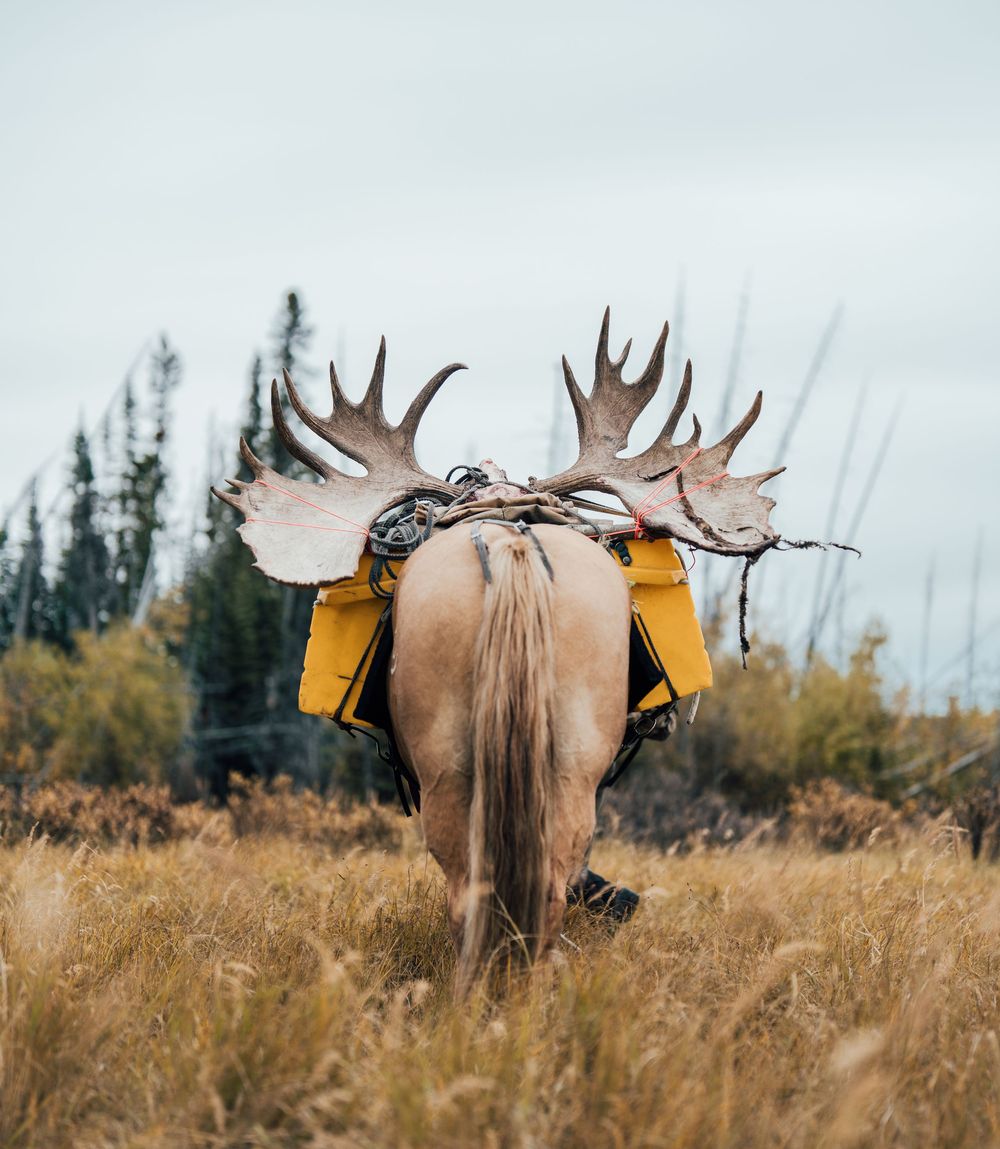 Back view of a moose with large antlers carrying yellow saddlebags through autumn terrain.