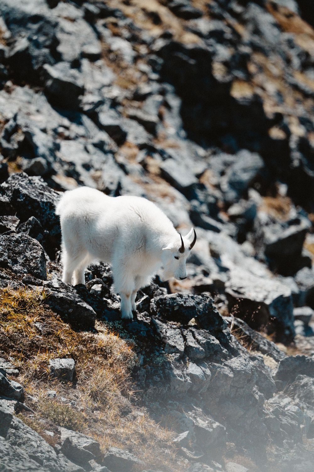 Mountain goat traverses rocky terrain in snowy conditions, captured in a series of sequential photographs.