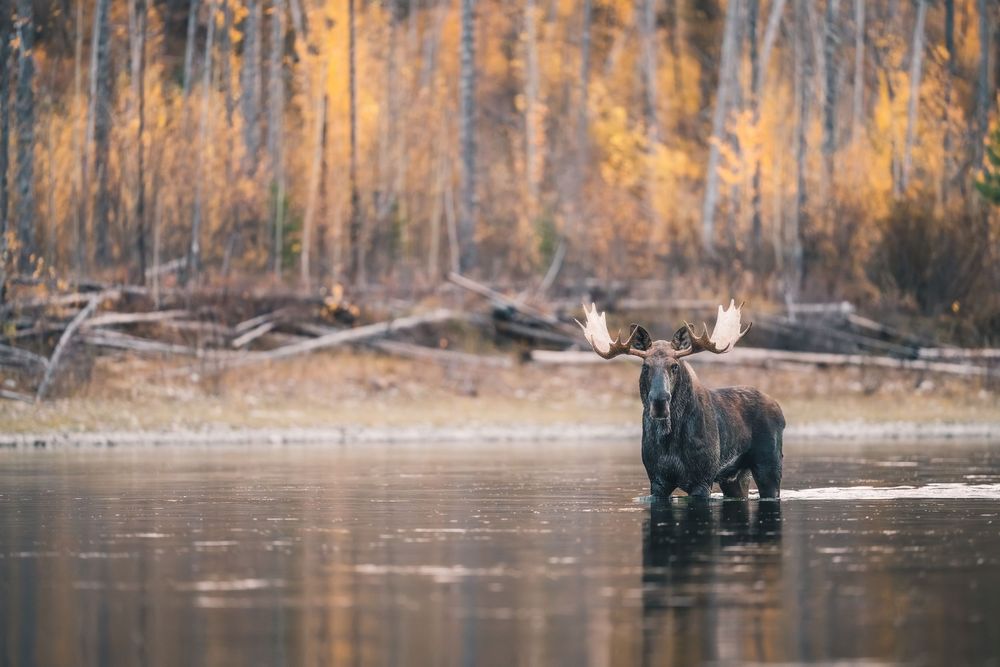 Bull moose stands in calm water with antlers silhouetted against autumn forest backdrop.