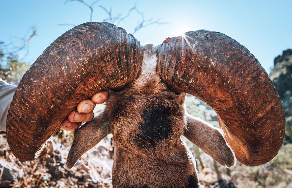 Close-up of large curved bighorn sheep horns backlit by sunlight.