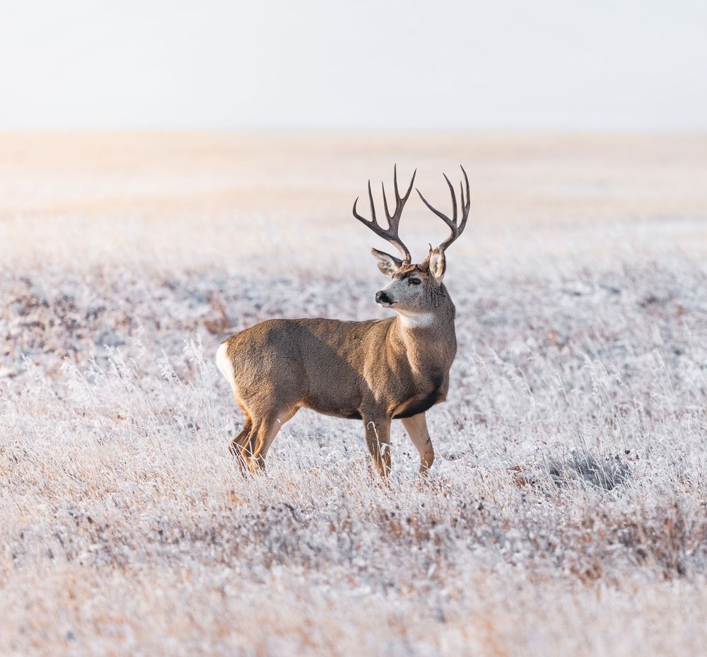 Large whitetail buck with impressive antlers stands alert in frost-covered field at dawn.