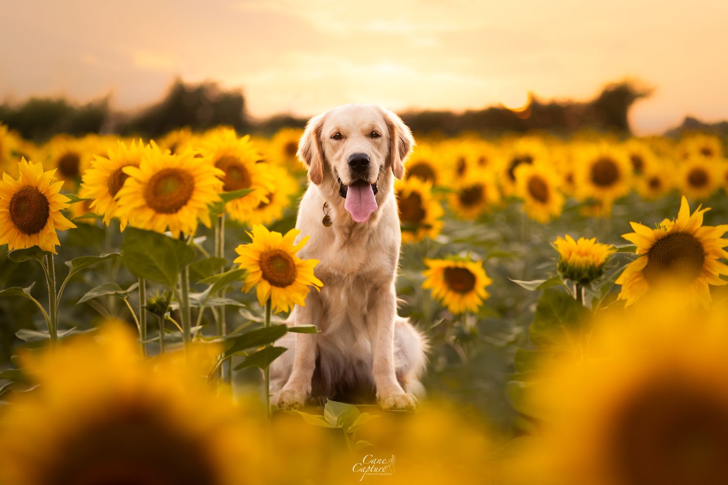 photo-chien-exterieur-tours-saint-malo-chloe-frigo
