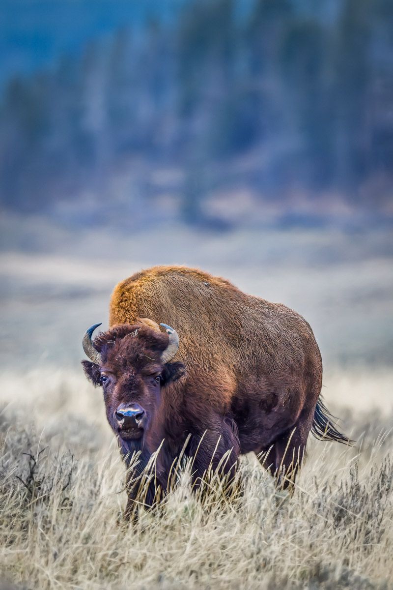 American bison standing in tall grass with stormy blue sky background.