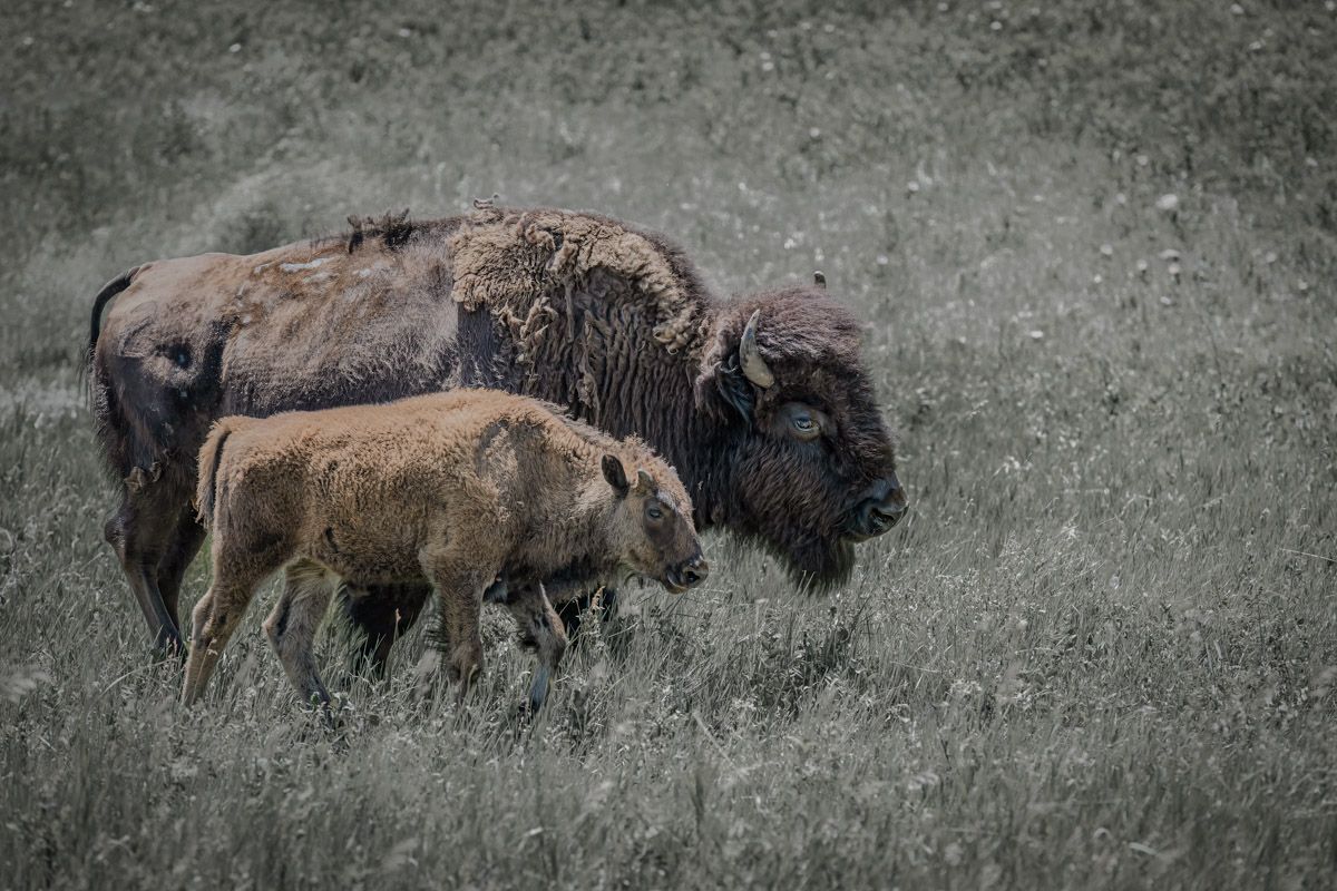 Adult bison walking with young calf through grassy field.