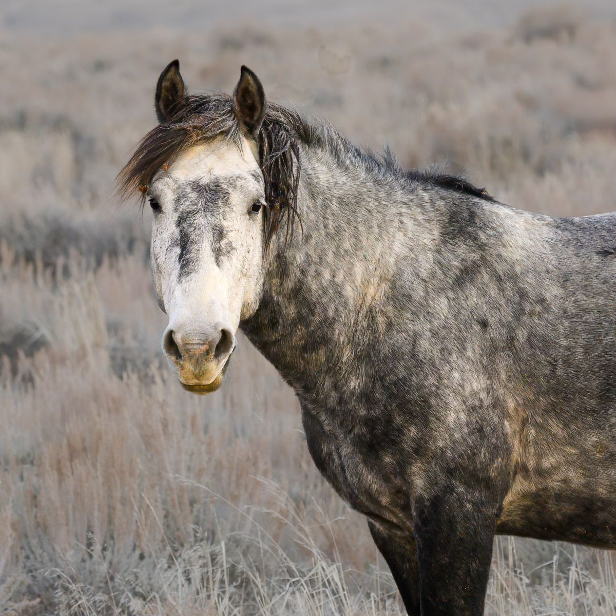 A dappled gray horse with white face markings stands in dry winter brush against a blurred desert background.