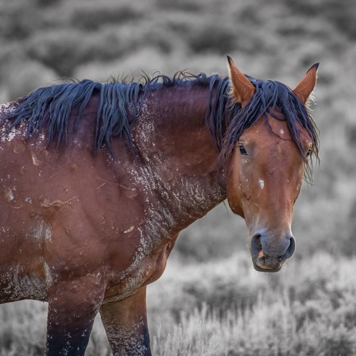 A frost-covered brown horse with long mane stands in a snowy field.
