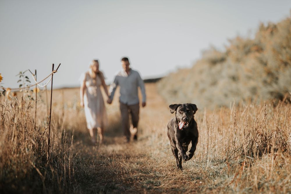 Couple holding hands walking a path as their black Labrador runs ahead in golden fields.