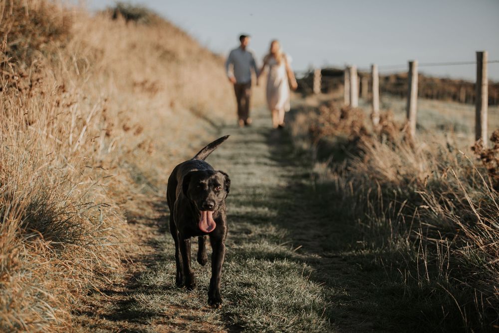 A black Labrador leads a couple walking hand-in-hand along a scenic coastal path surrounded by golden grass.