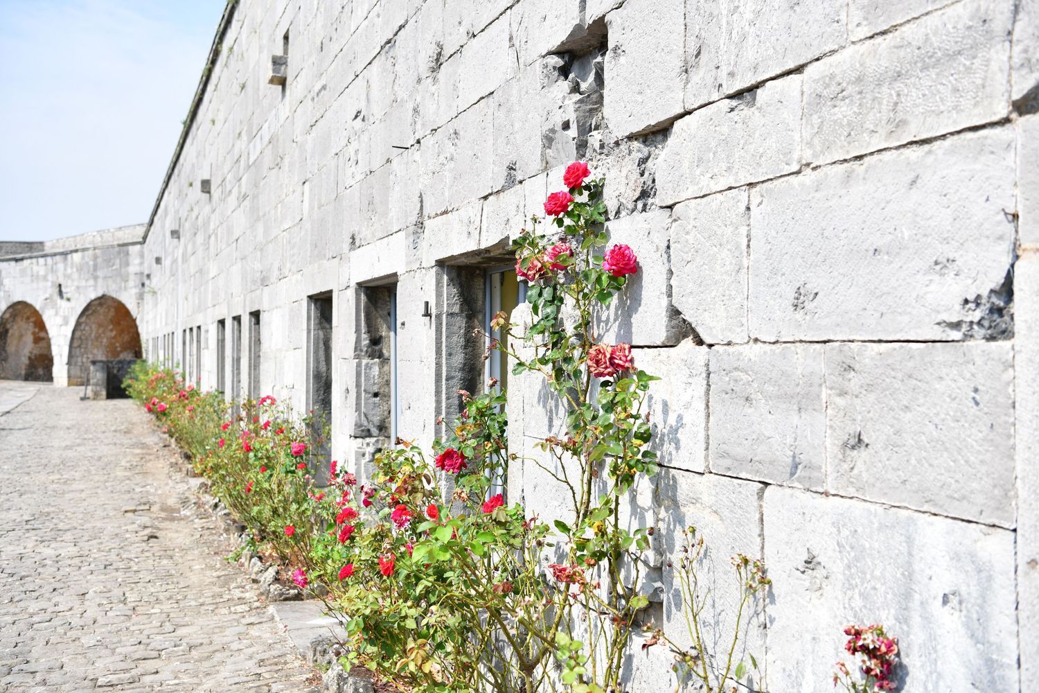 Red climbing roses grow along a white stone wall with arches visible in the distance.