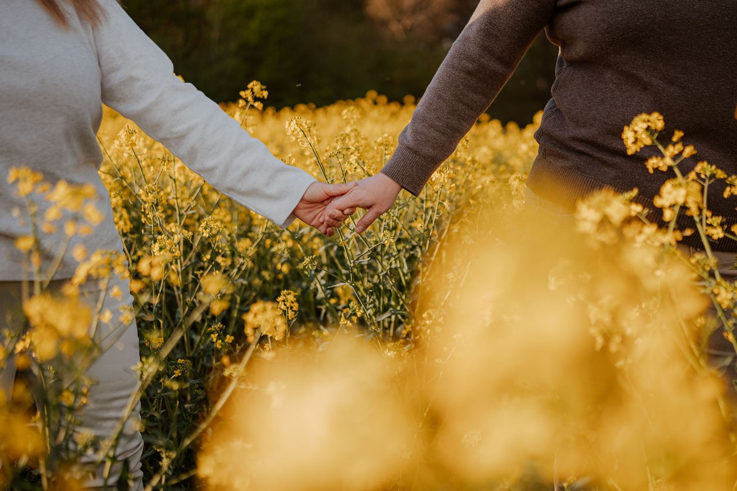 Couple holding hands in a vibrant yellow rapeseed flower field during golden hour.