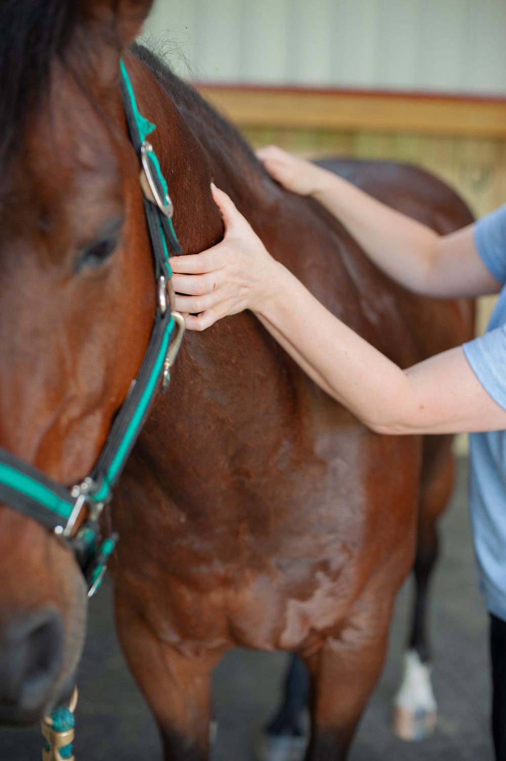 Close-up sequence of a veterinarian performing acupuncture treatment on a brown horse's neck with a green lead rope.