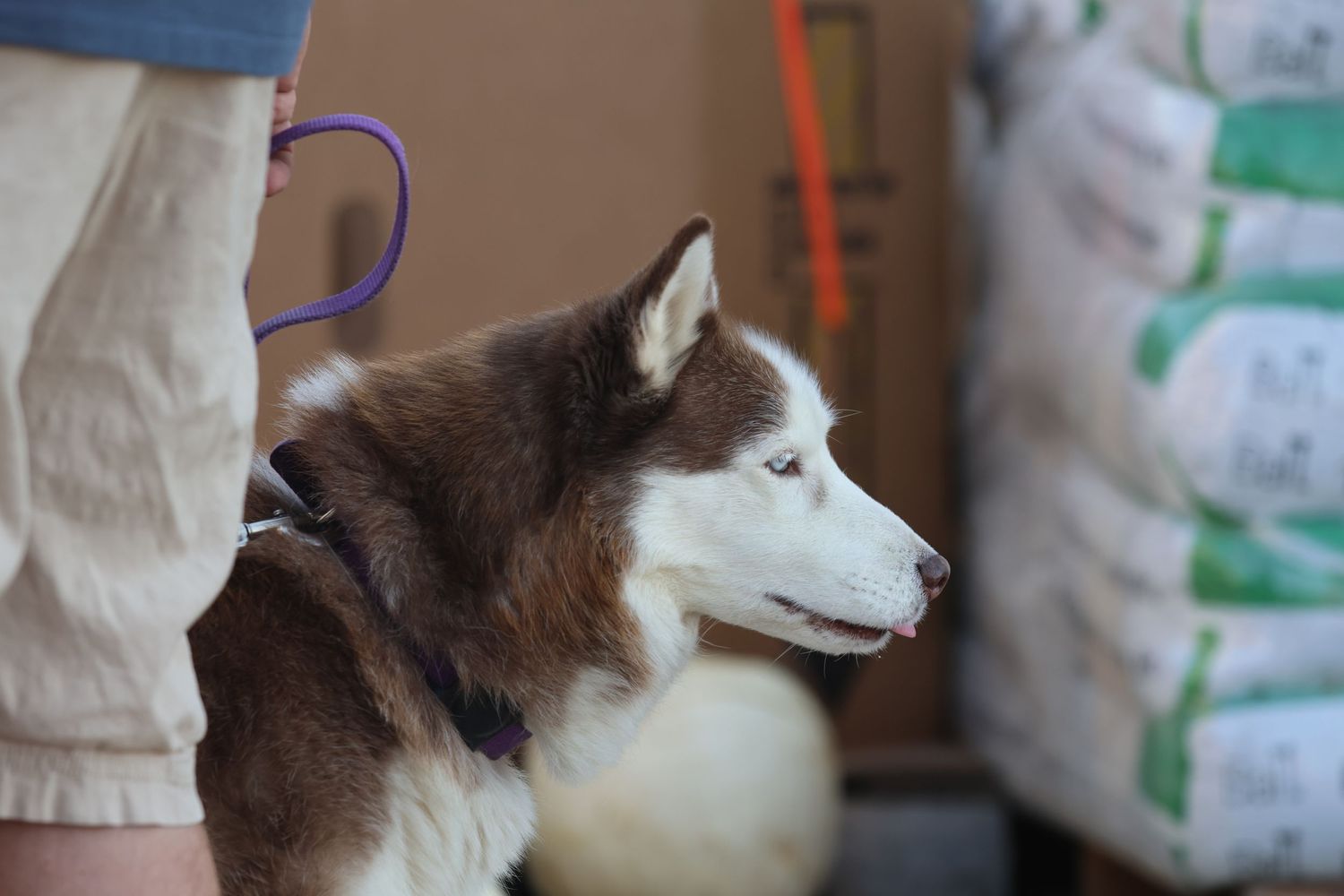 Close-up profile view of a brown and white Husky dog with alert expression.