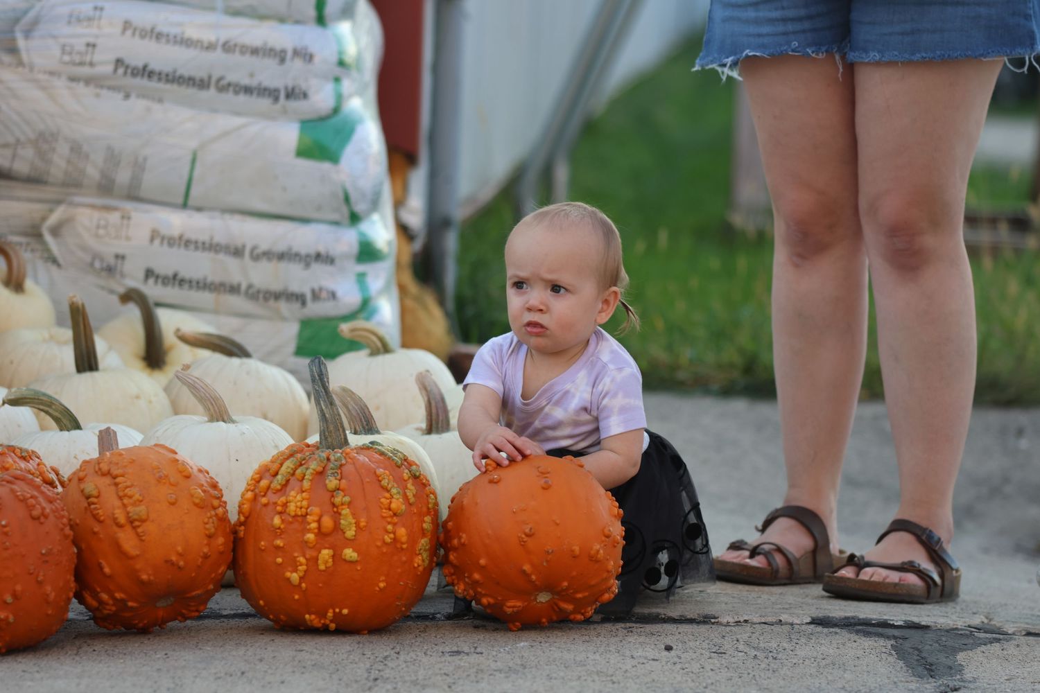 Small child sitting among row of orange pumpkins at outdoor event.