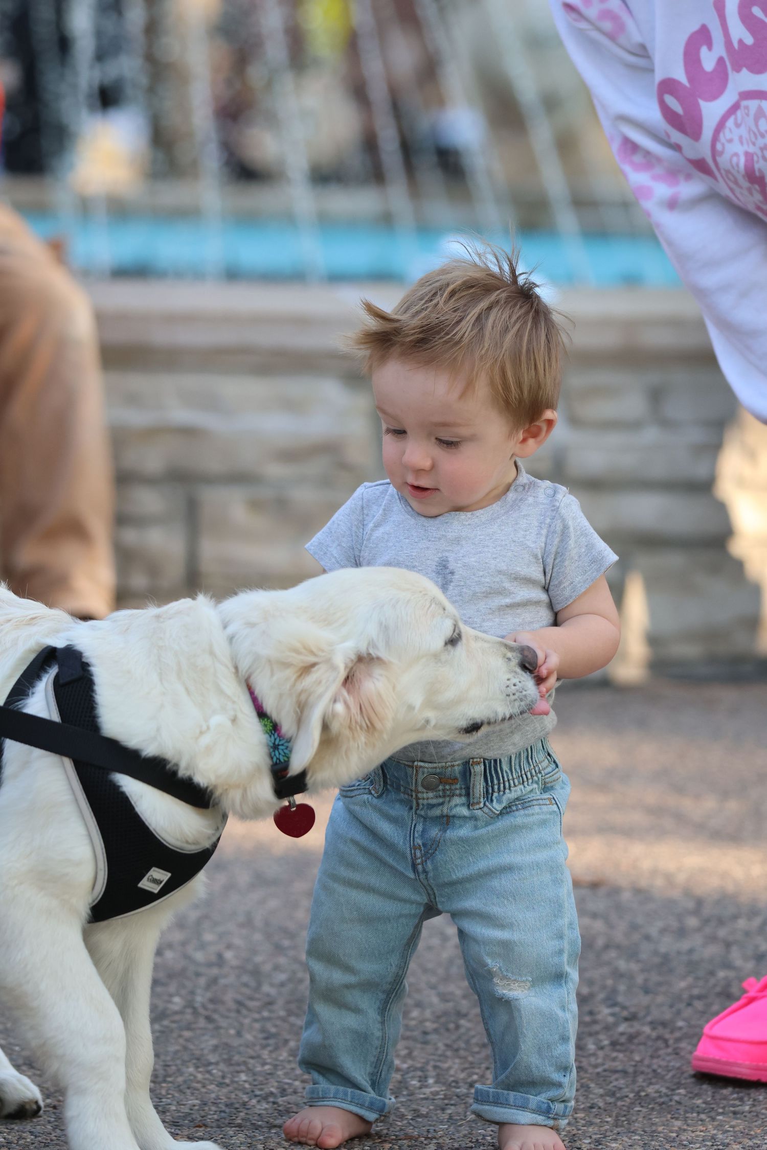 Small child in jeans interacting with a friendly white dog wearing a harness.