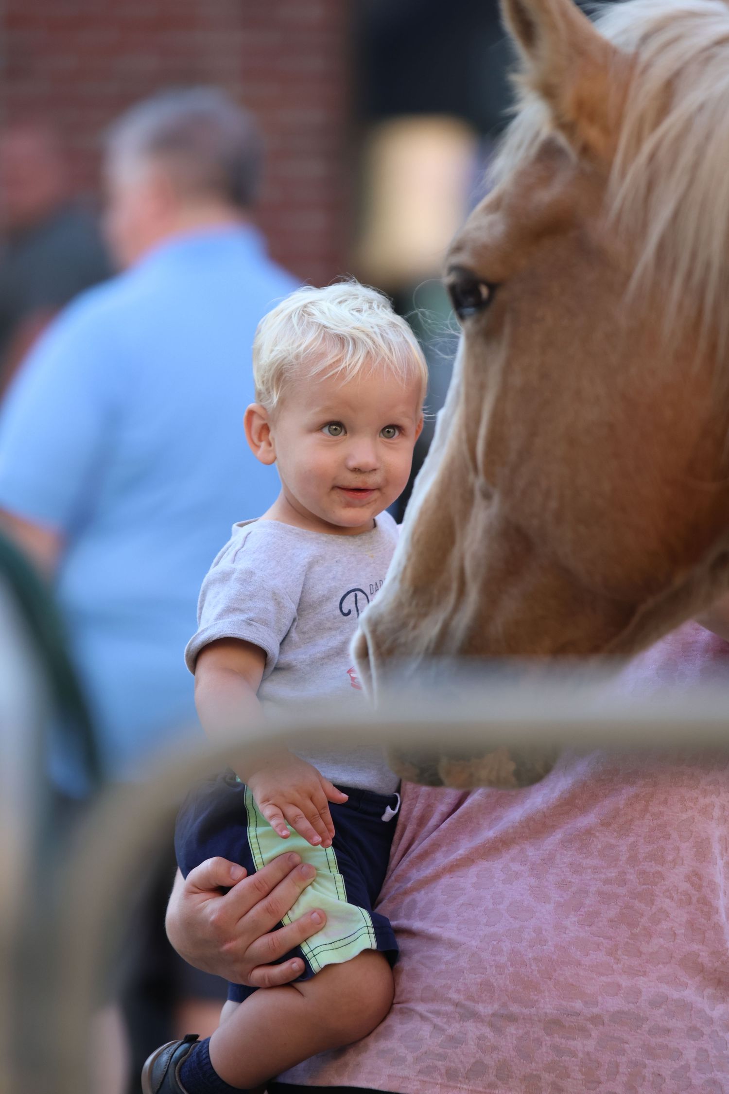 Close-up of a palomino horse interacting with a young child at an outdoor gathering.