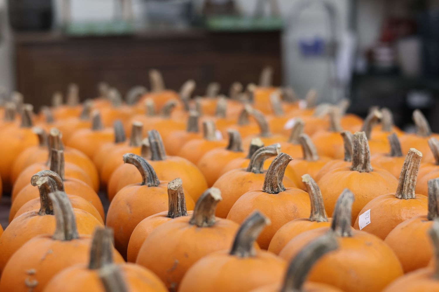 Close-up view of multiple orange pumpkins arranged in rows at a pumpkin patch.