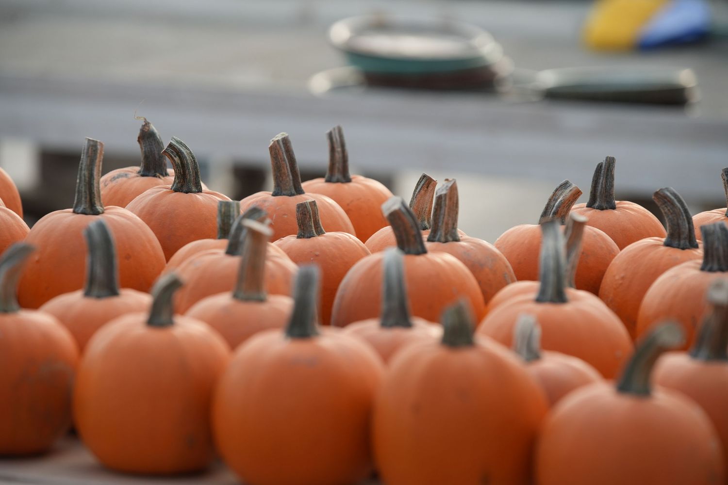 A row of bright orange pumpkins with dark stems lined up on a gray surface in autumn.