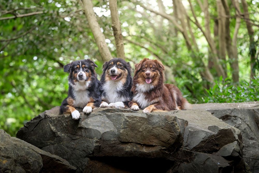 Three Australian Shepherds with different coat colors posing together on large rocks in a wooded outdoor setting.