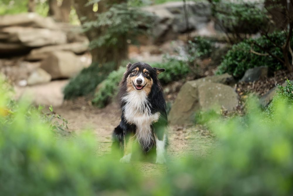 A black and white border collie stands on a nature trail surrounded by rocks and greenery in soft natural lighting.